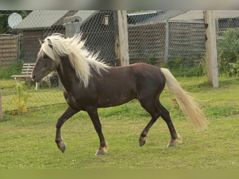 Deutsches Reitpony Wallach 3 Jahre 117 cm Dunkelfuchs in Rommerskirchen