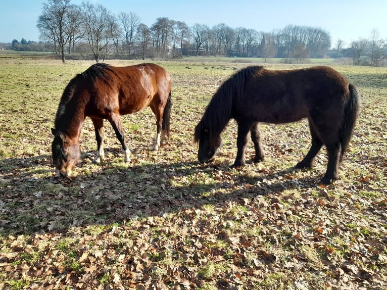 Deutsches Reitpony Wallach 3 Jahre 125 cm Brauner in Friesoythe