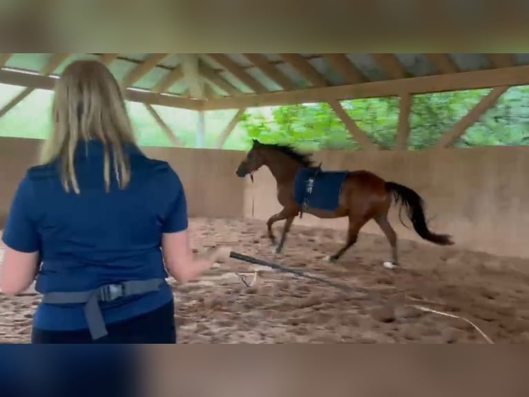 Deutsches Reitpony Wallach 3 Jahre 134 cm Brauner in Burgebrach