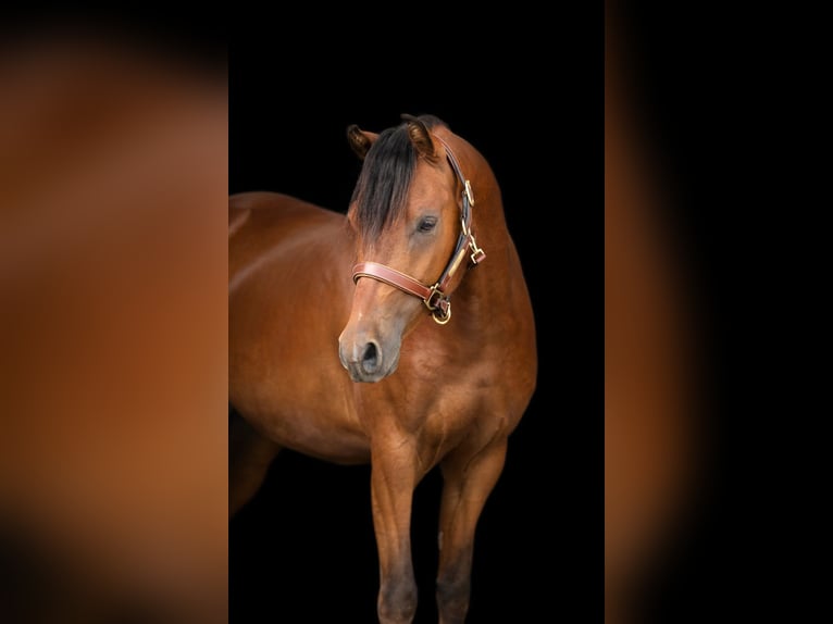 Deutsches Reitpony Wallach 3 Jahre 134 cm Brauner in Burgebrach