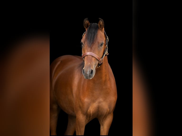 Deutsches Reitpony Wallach 3 Jahre 134 cm Brauner in Burgebrach