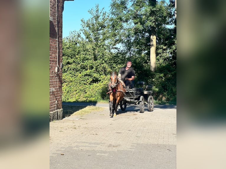 Deutsches Reitpony Wallach 3 Jahre 135 cm Brauner in Tecklenburg