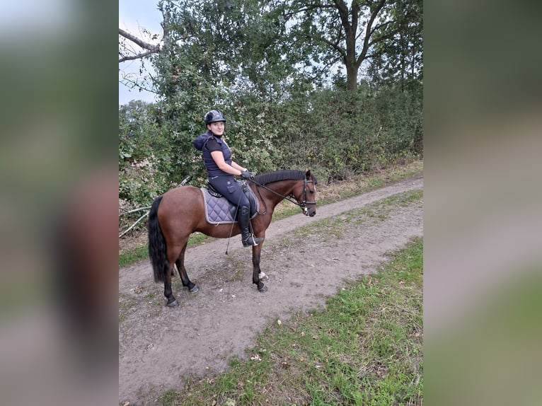 Deutsches Reitpony Wallach 3 Jahre 135 cm Brauner in Tecklenburg