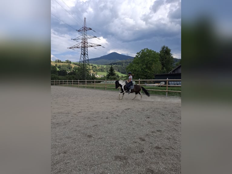 Deutsches Reitpony Wallach 3 Jahre 135 cm Schecke in Bischofshofen
