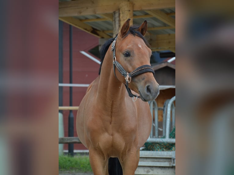 Deutsches Reitpony Wallach 3 Jahre 136 cm Brauner in Reutte