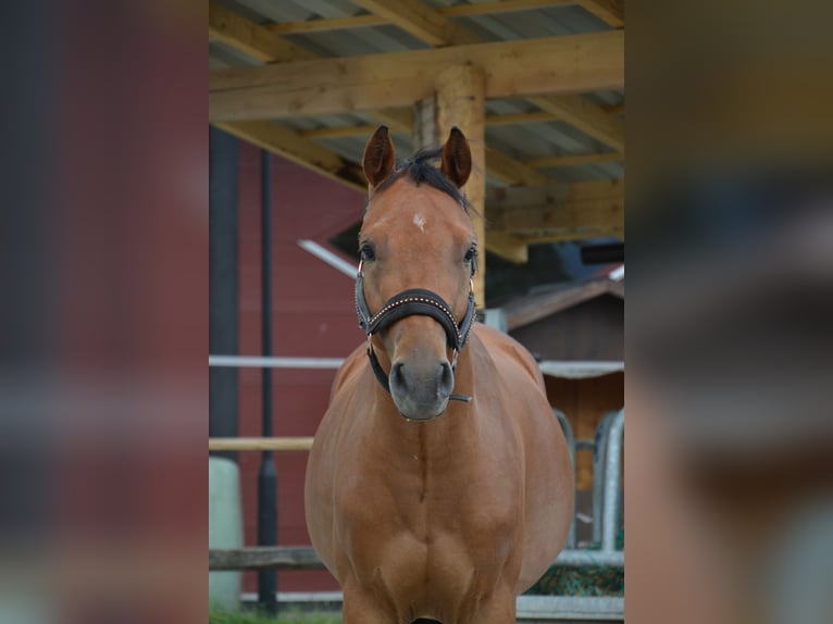 Deutsches Reitpony Wallach 3 Jahre 136 cm Brauner in Reutte