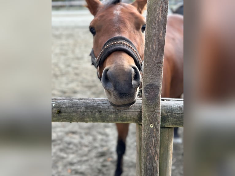 Deutsches Reitpony Wallach 3 Jahre 136 cm Brauner in Reutte