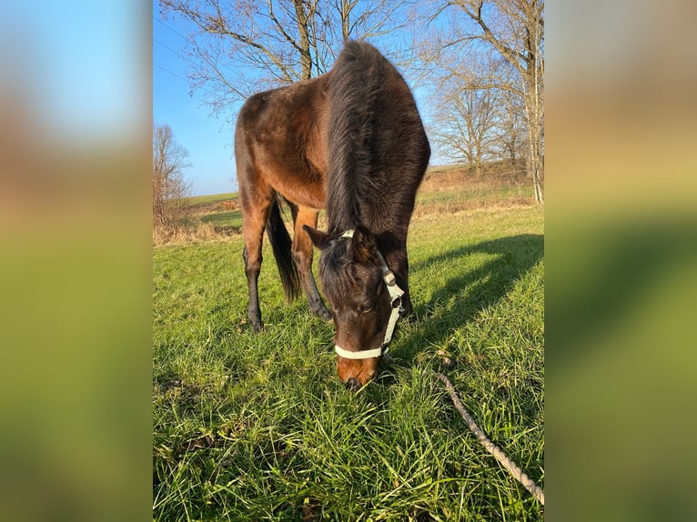 Deutsches Reitpony Wallach 3 Jahre 137 cm Dunkelbrauner in Gunzenhausen