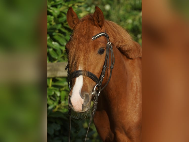 Deutsches Reitpony Wallach 3 Jahre 137 cm Fuchs in Emsbüren