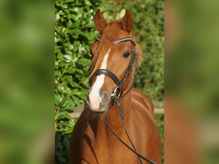 Deutsches Reitpony Wallach 3 Jahre 137 cm Fuchs in Emsbüren