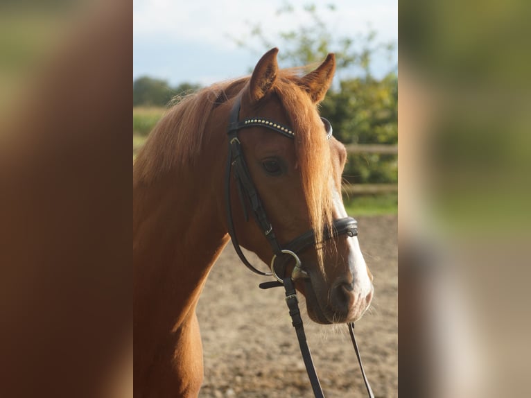 Deutsches Reitpony Wallach 3 Jahre 137 cm Fuchs in Emsbüren