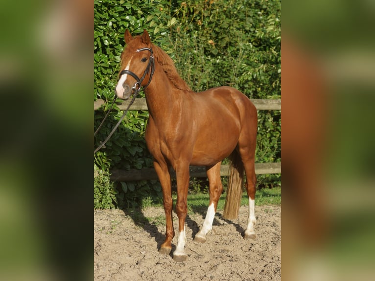 Deutsches Reitpony Wallach 3 Jahre 137 cm Fuchs in Emsbüren