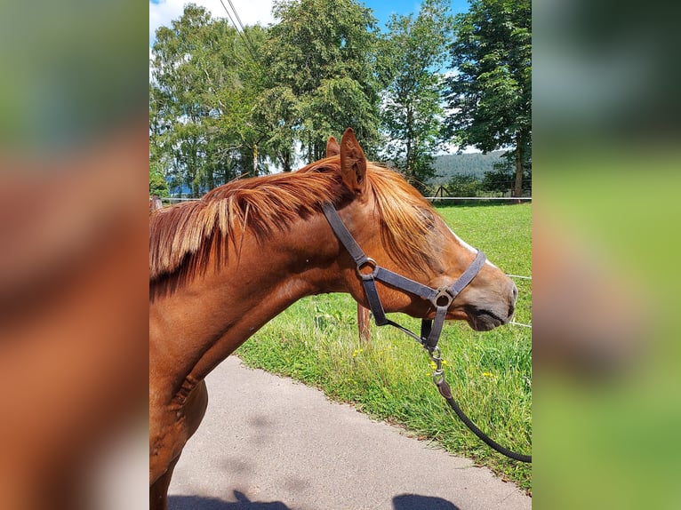 Deutsches Reitpony Wallach 3 Jahre 137 cm Fuchs in Mürlenbach