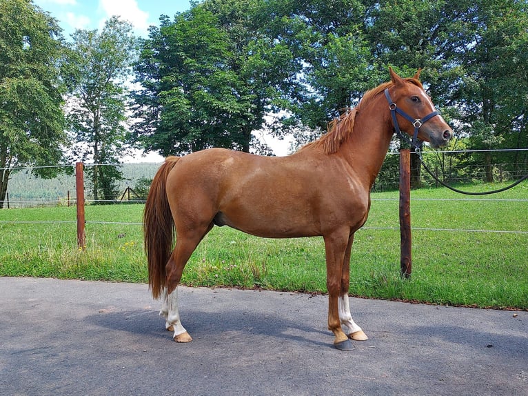 Deutsches Reitpony Wallach 3 Jahre 137 cm Fuchs in Mürlenbach