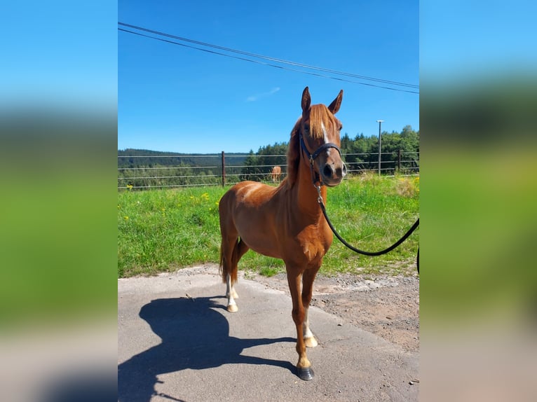 Deutsches Reitpony Wallach 3 Jahre 137 cm Fuchs in Mürlenbach