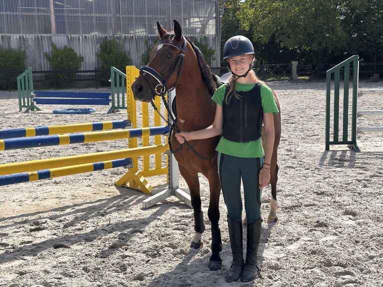 Deutsches Reitpony Wallach 3 Jahre 138 cm Brauner in Bergisch Gladbach