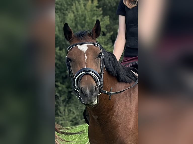 Deutsches Reitpony Wallach 3 Jahre 138 cm Brauner in Bergisch Gladbach