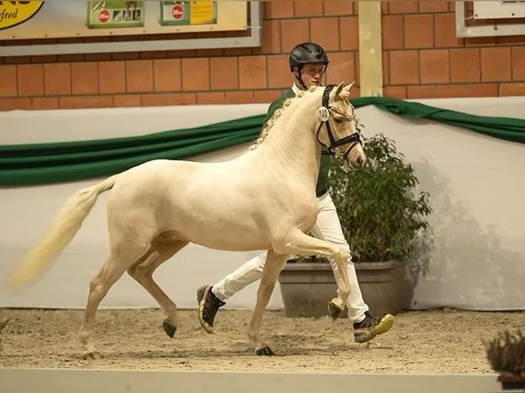 Deutsches Reitpony Wallach 3 Jahre 138 cm Palomino in Vettwei&#xDF;