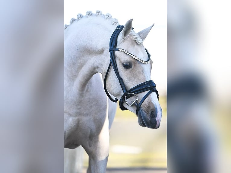 Deutsches Reitpony Wallach 3 Jahre 138 cm Palomino in Vettwei&#xDF;