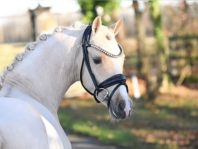 Deutsches Reitpony Wallach 3 Jahre 138 cm Palomino in Vettwei&#xDF;