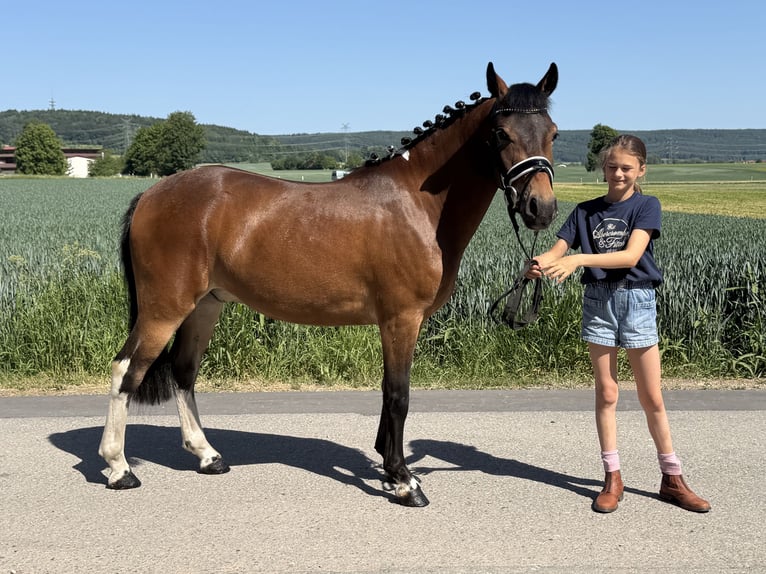 Deutsches Reitpony Mix Wallach 3 Jahre 138 cm Schecke in Riedlingen
