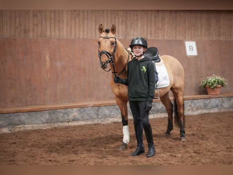 Deutsches Reitpony Wallach 3 Jahre 139 cm Buckskin in Buchholz in der Nordheide
