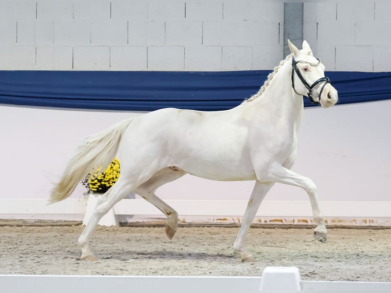 Deutsches Reitpony Wallach 3 Jahre 139 cm Cremello in Marsberg