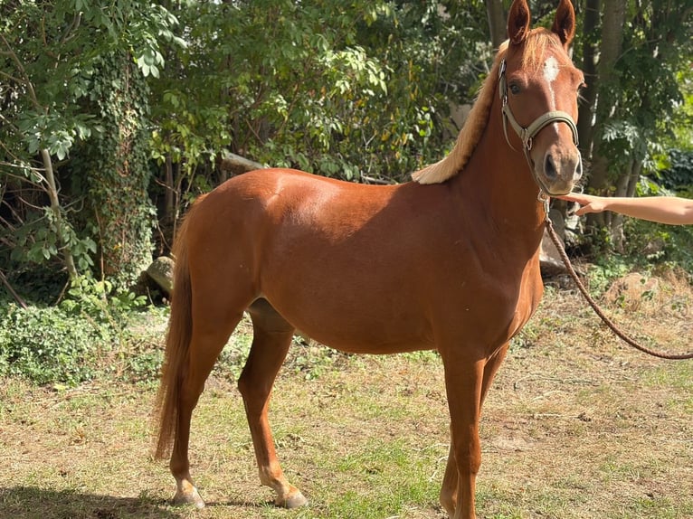 Deutsches Reitpony Wallach 3 Jahre 139 cm Fuchs in Wunstorf