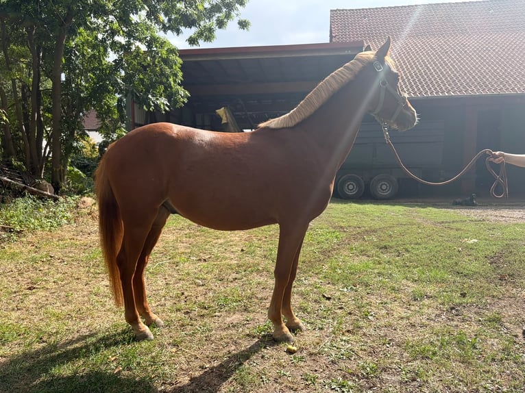 Deutsches Reitpony Wallach 3 Jahre 139 cm Fuchs in Wunstorf