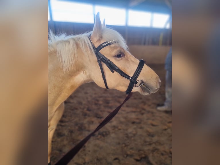 Deutsches Reitpony Wallach 3 Jahre 139 cm Palomino in Zarpen