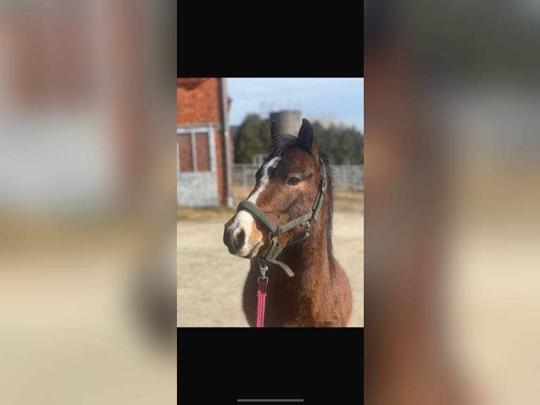 Deutsches Reitpony Wallach 3 Jahre 140 cm Dunkelbrauner in Haibach
