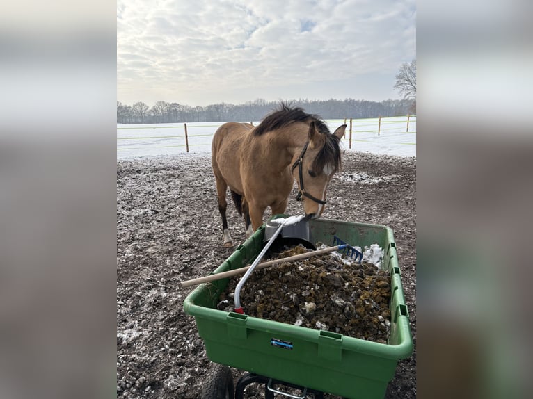 Deutsches Reitpony Wallach 3 Jahre 140 cm Falbe in FriesoytheFriesoythe