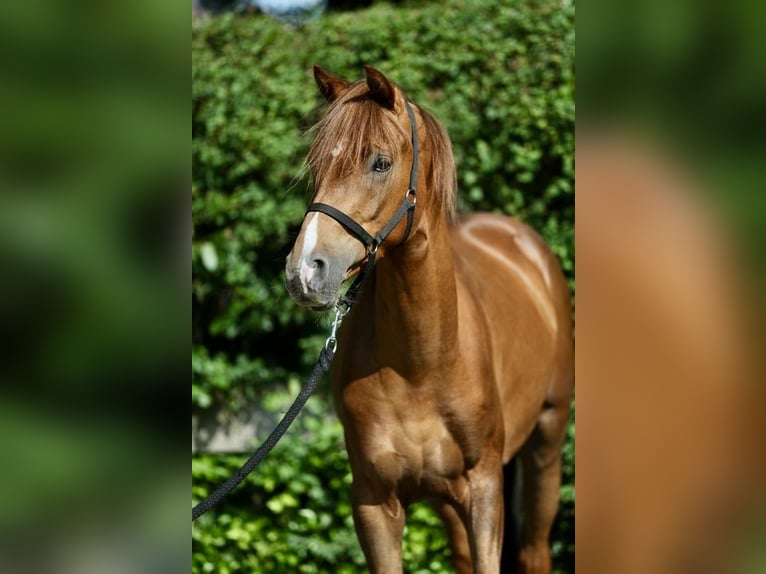 Deutsches Reitpony Wallach 3 Jahre 140 cm Fuchs in Emsb&#xFC;ren