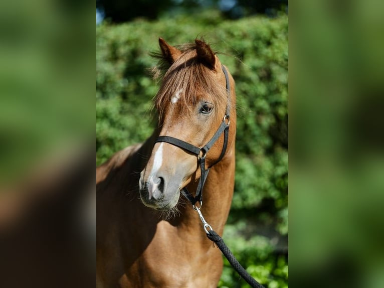Deutsches Reitpony Wallach 3 Jahre 140 cm Fuchs in Emsb&#xFC;ren