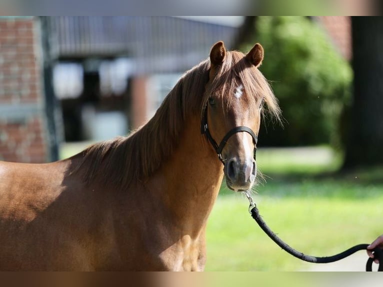 Deutsches Reitpony Wallach 3 Jahre 140 cm Fuchs in Emsb&#xFC;ren