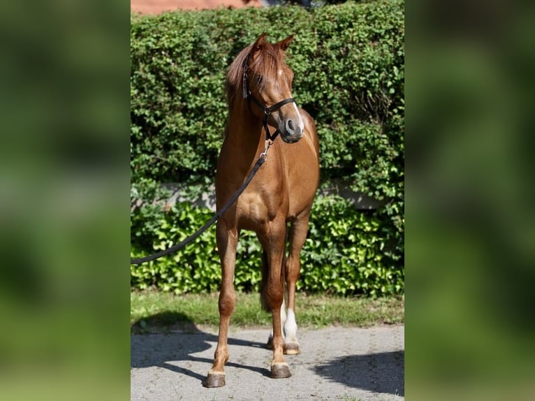 Deutsches Reitpony Wallach 3 Jahre 140 cm Fuchs in Emsb&#xFC;ren