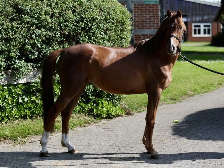 Deutsches Reitpony Wallach 3 Jahre 140 cm Fuchs in Emsb&#xFC;ren