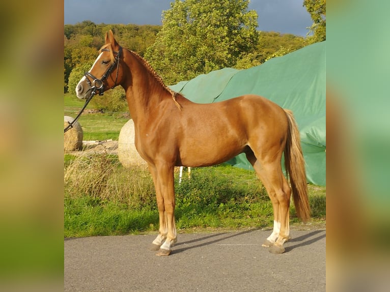 Deutsches Reitpony Wallach 3 Jahre 140 cm Fuchs in Kirchworbis