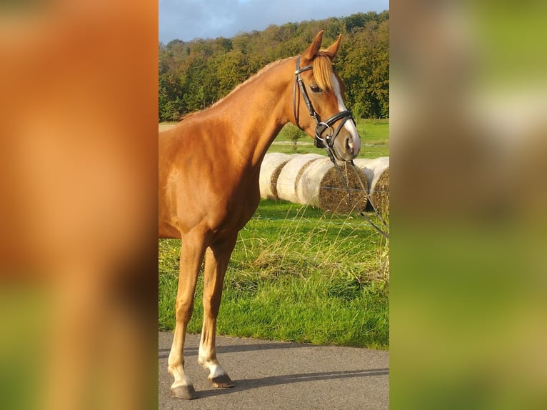 Deutsches Reitpony Wallach 3 Jahre 140 cm Fuchs in Kirchworbis