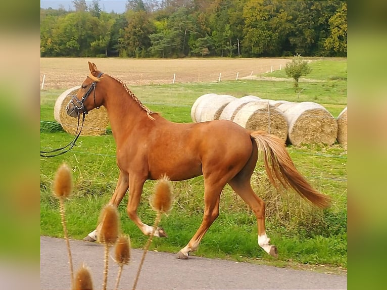 Deutsches Reitpony Wallach 3 Jahre 140 cm Fuchs in Kirchworbis