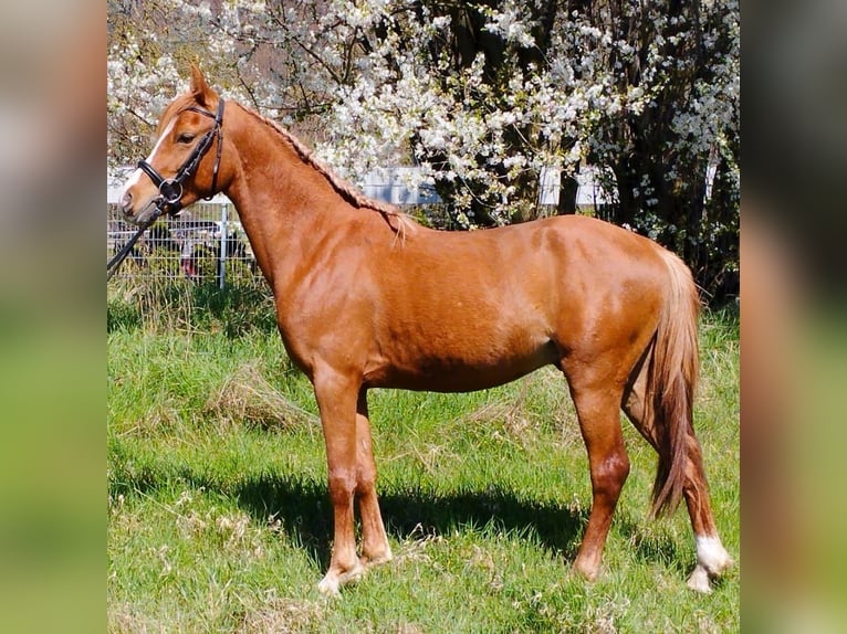 Deutsches Reitpony Mix Wallach 3 Jahre 140 cm Fuchs in Kirchworbis