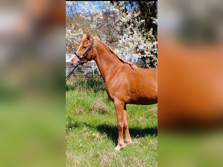 Deutsches Reitpony Mix Wallach 3 Jahre 140 cm Fuchs in Kirchworbis