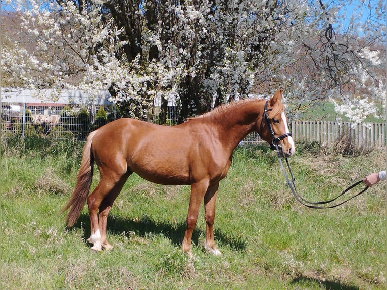 Deutsches Reitpony Mix Wallach 3 Jahre 140 cm Fuchs in Kir