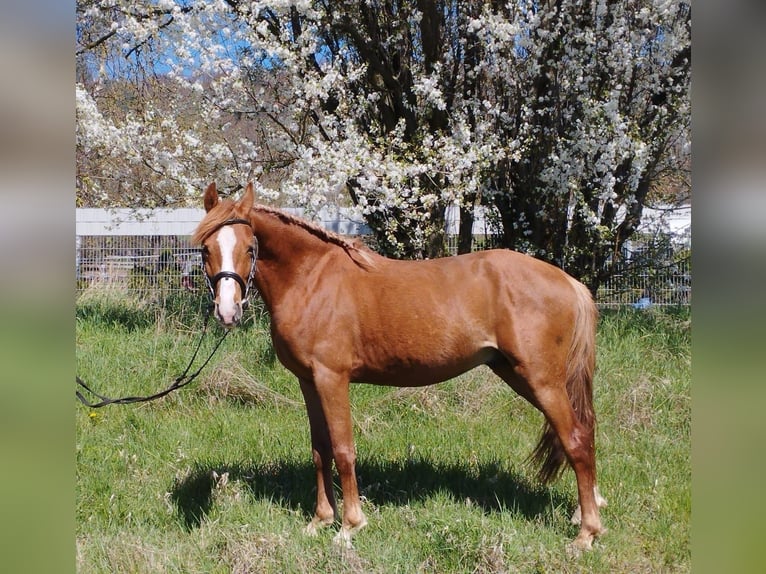 Deutsches Reitpony Mix Wallach 3 Jahre 140 cm Fuchs in Kir