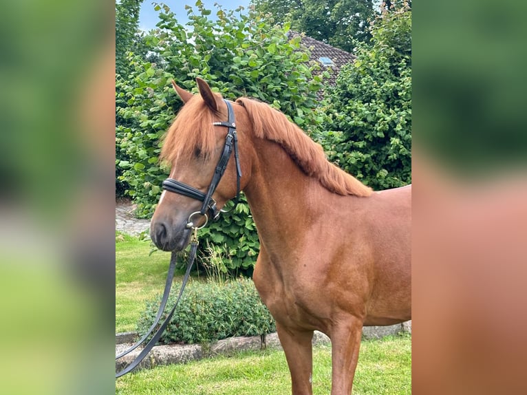 Deutsches Reitpony Wallach 3 Jahre 140 cm Fuchs in Selk