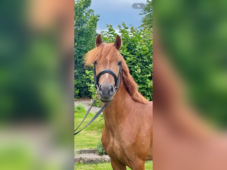 Deutsches Reitpony Wallach 3 Jahre 140 cm Fuchs in Selk