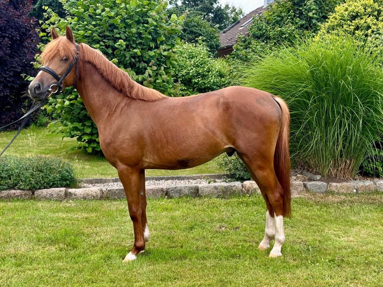 Deutsches Reitpony Wallach 3 Jahre 140 cm Fuchs in Selk