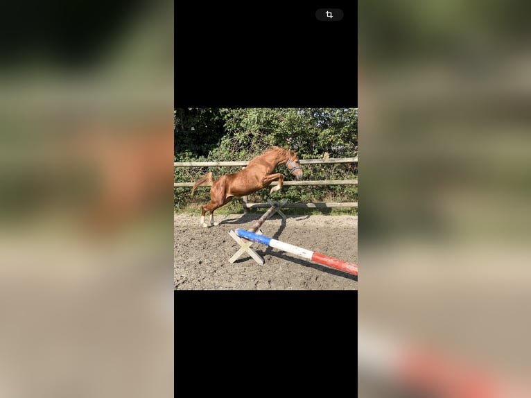 Deutsches Reitpony Wallach 3 Jahre 140 cm Fuchs in Selk