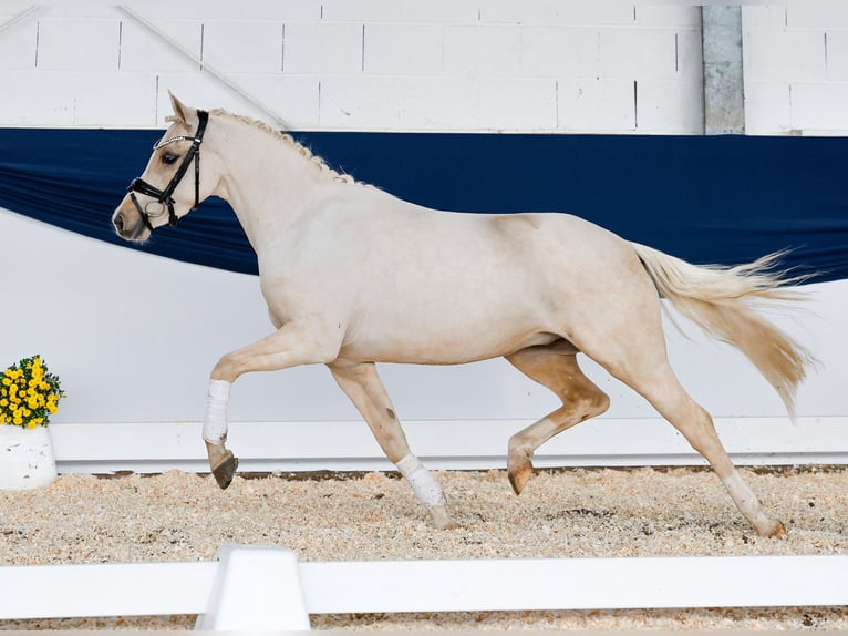 Deutsches Reitpony Wallach 3 Jahre 140 cm Palomino in Marsberg