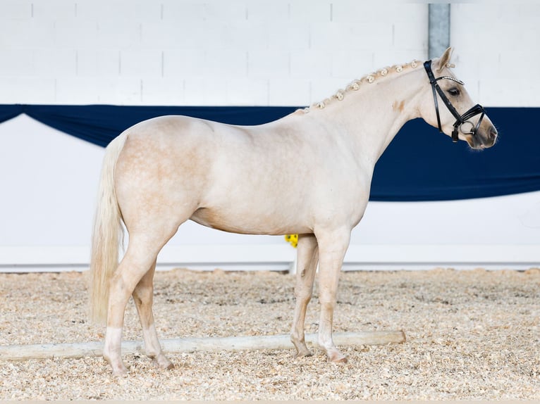 Deutsches Reitpony Wallach 3 Jahre 140 cm Palomino in Marsberg